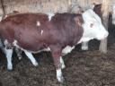 Növendék borjak eladók!