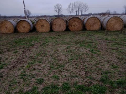 150-es rozs szalmabála eladó – vegyszermentes takarmány szalma 150-es rozs szalmabála eladó – vegyszermentes takarmány szalma