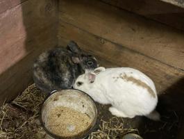 Törpe nyulak eladók