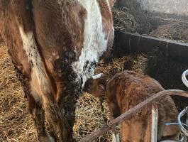 Tehén és bika borjú