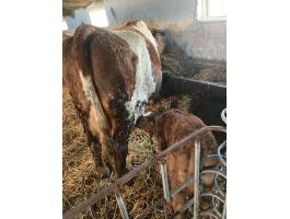 Tehén és bika borjú