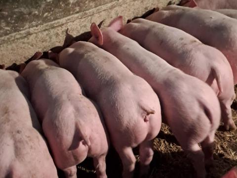 Malacok és süldők eladók Malacok és süldők eladók