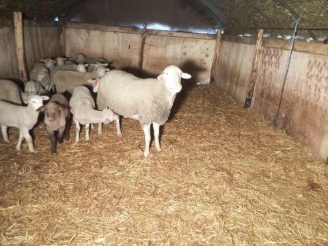 „A” minősítésű, törzskönyvezett Lacaune tenyészkos eladó „A” minősítésű, törzskönyvezett Lacaune tenyészkos eladó