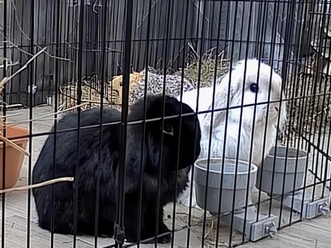 2 db ivartalanított törpenyúl felszereléssel együtt