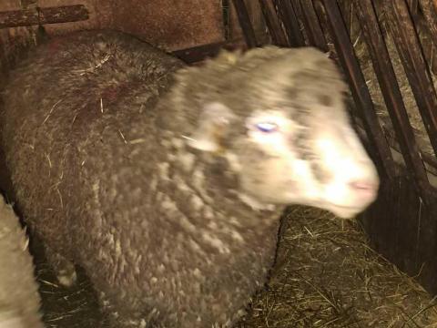 Il de france kos 1 éves Il de france kos 1 éves