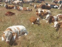 Àllatgondozoi munkàtt keresek