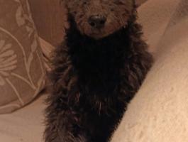 Pumi kölykök eladók