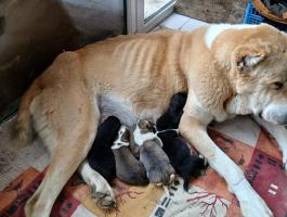 Közép-ázsiai típusú kiskutyák ingyen