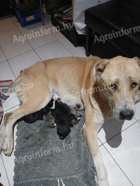 Közép-ázsiai típusú kiskutyák ingyen