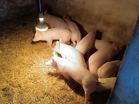 Malacok eladók Malacok eladók