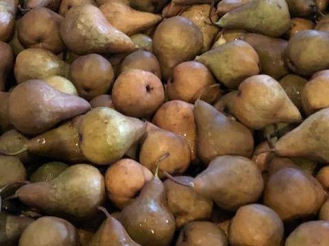 Eladó Packham's Triumph és Bosc Kobak körte Eladó Packham's Triumph és Bosc Kobak körte