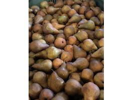 Eladó Packham's Triumph és Bosc Kobak körte