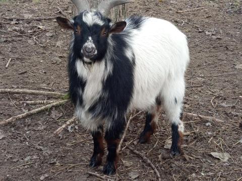 4 darab kecske eladó 4 darab kecske eladó