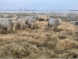 Charolais tenyészbikák eladóak