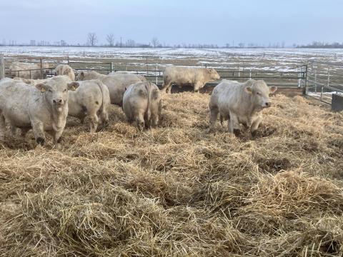 Charolais tenyészbikák eladók
