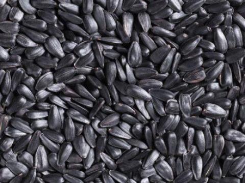 HO Napraforgó eladó HO Napraforgó eladó