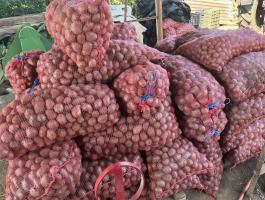 Vetőméretű Bellarosa burgonya eladó