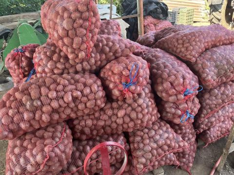 Vetőméretű Bellarosa burgonya eladó