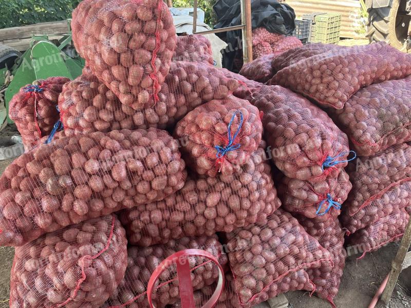 Vetőméretű Bellarosa burgonya eladó