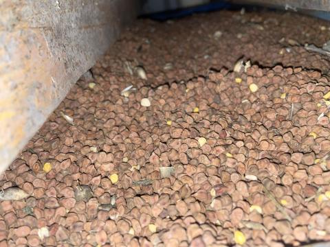 Barna csicseriborsó eladó Barna csicseriborsó eladó