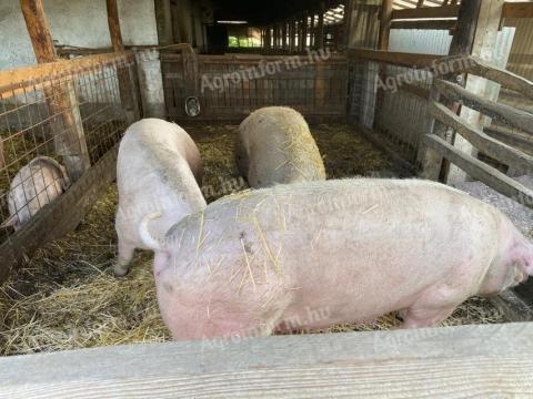 Eladó kocák Eladó kocák