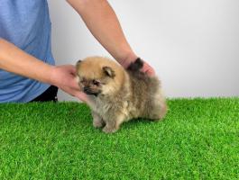 Törzskönyves Pomerániai törpespitz kiskutya