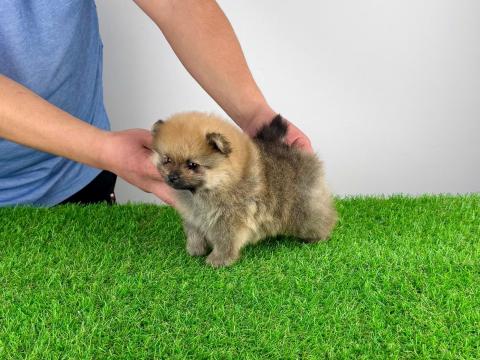 Törzskönyves Pomerániai törpespitz kiskutya Törzskönyves Pomerániai törpespitz kiskutya