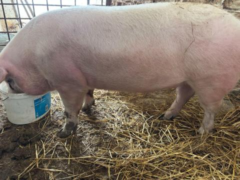 Eladó topigs vemhes első ellésű koca Eladó topigs vemhes első ellésű koca