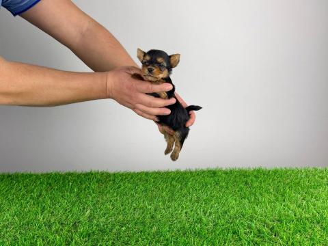 Törzskönyves Yorkshire terrier Yorki kiskutya Törzskönyves Yorkshire terrier Yorki kiskutya