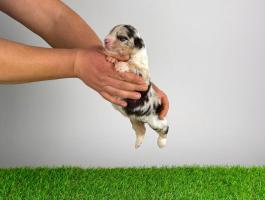 Törzskönyves Ausztrál juhászkutya kiskutya