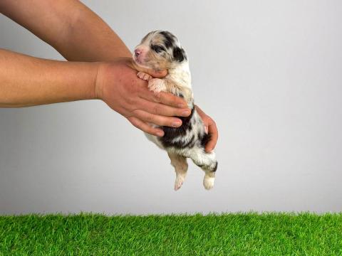 Törzskönyves Ausztrál juhászkutya kiskutya Törzskönyves Ausztrál juhászkutya kiskutya