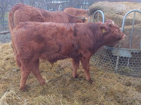 Magyartarka és Limuzin Keresztezésű Bika Borjú Eladó