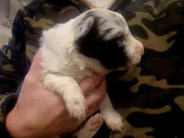 Border collie jellegű