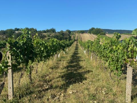 Szőlő a móri Kecskehegyen Szőlő a móri Kecskehegyen