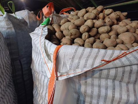 Desiree étkezési burgonya nagy tételben eladó Desiree étkezési burgonya nagy tételben eladó