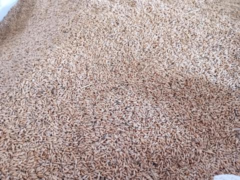 Tritikálé eladó Tritikálé eladó