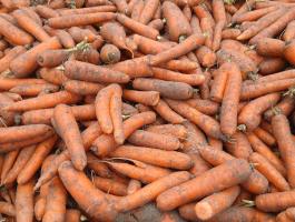 Sárgarépa eladó – takarmány célra,  vegyszermentes