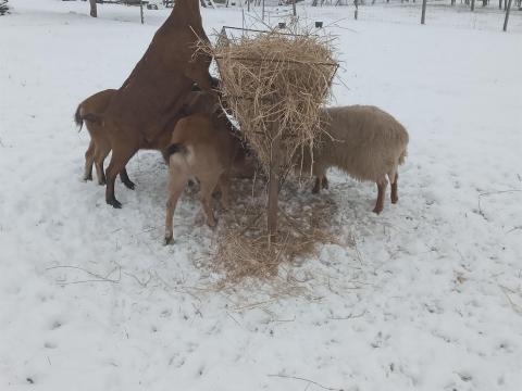 Kecske anyák eladók Kecske anyák eladók