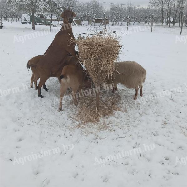 Kecske anyák eladók