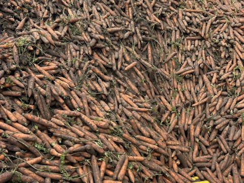 Takarmány sárgarépa