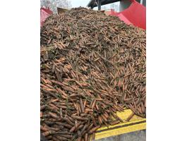 Takarmány sárgarépa