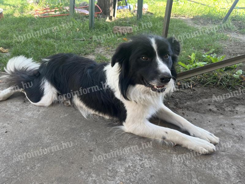 Új gazdát keres Lédi