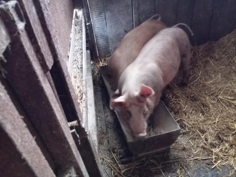 Süldők eladók Süldők eladók