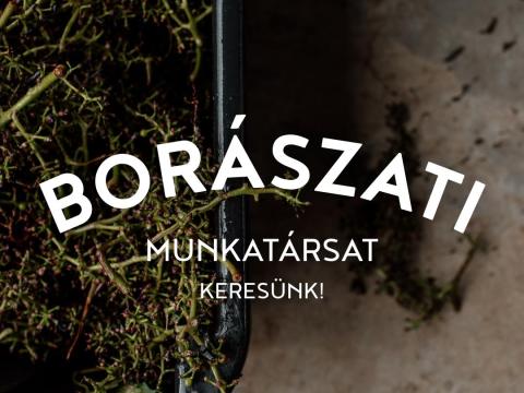 Csatlakozz a Zelna Borászat csapatához – borászati munkatársat keresünk