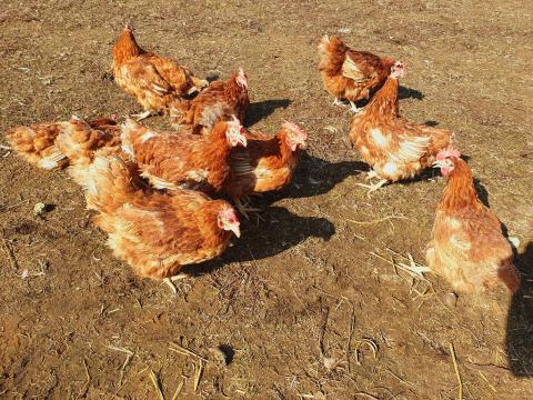 Tojótyúk eladó Tojótyúk eladó