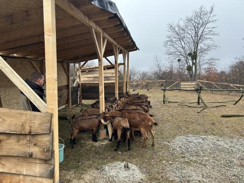 Alpesi kecskék eladók Alpesi kecskék eladók