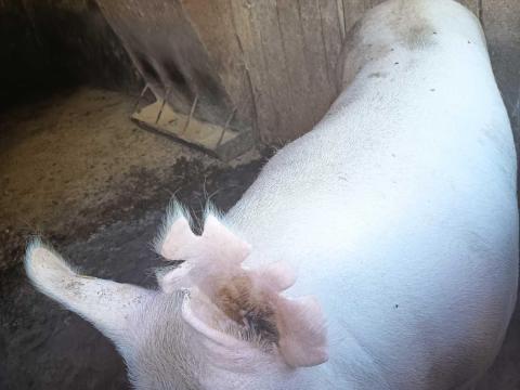 Eladó 2 db koca Eladó 2 db koca