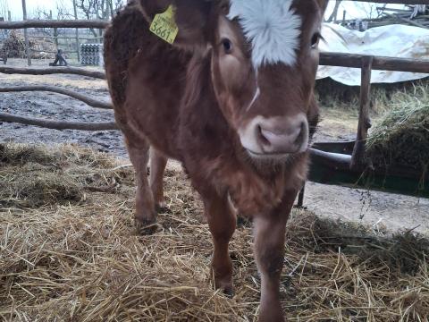 Eladó üsző borjúk rendezett papírokkal, oltásokkal Eladó üsző borjúk rendezett papírokkal, oltásokkal