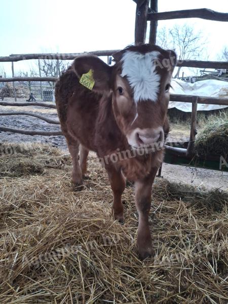 Eladó üsző borjúk rendezett papírokkal, oltásokkal
