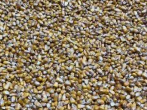 Kukorica eladó Kukorica eladó